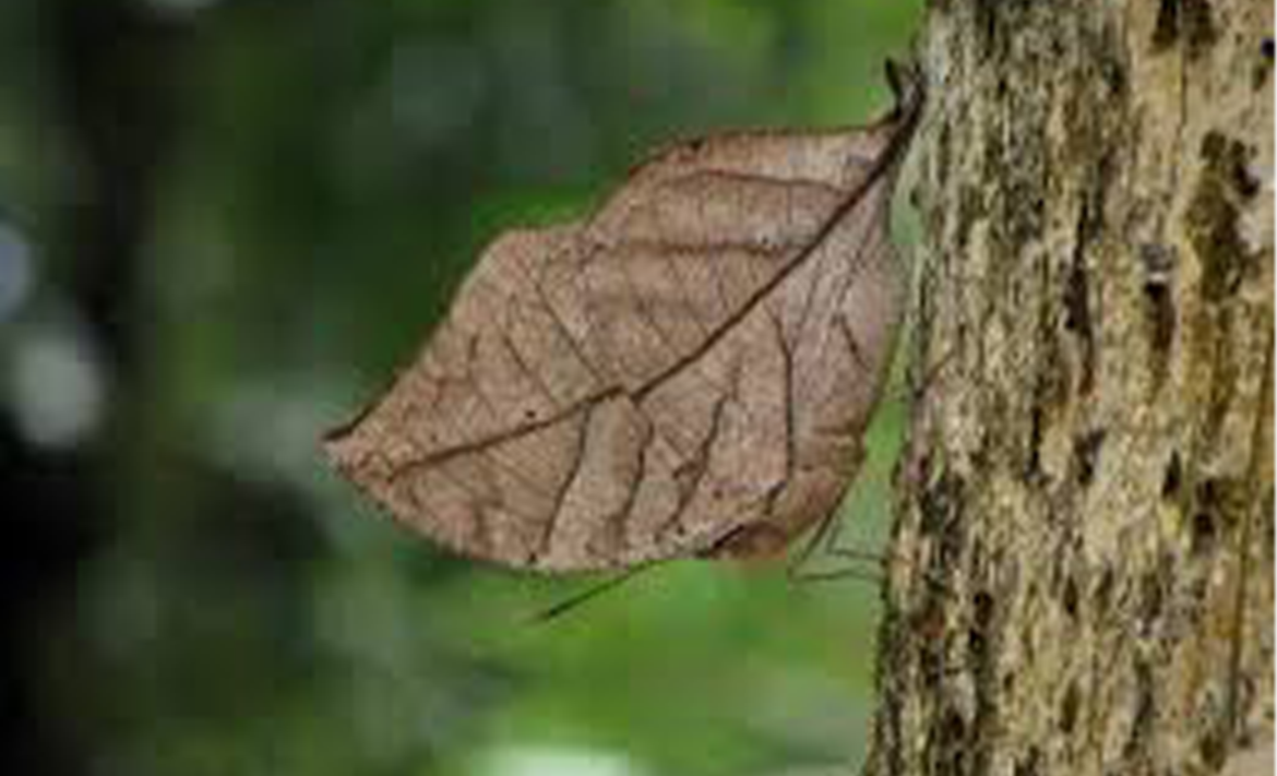 بلوط برگی هندی یا خشکیده برگ